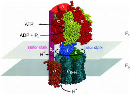 Atp Synthesis By F1f0 Atp Synthase