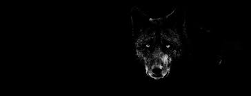 black wolf eyes images browse 31 969