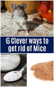 Plus, getting rid of mice the natural way has another advantage. 6 Clever Ways To Get Rid Of Mice That Actually Work Kitchen Fun With My 3 Sons