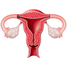 Resultat d'imatges de aparell reproductor femeni
