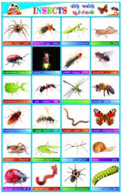 Insects Name In Hindi And English Best Image Home In The Word