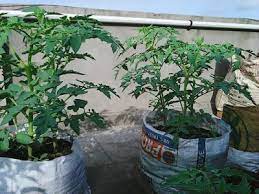 Growing Tomato In Plastic Bag
