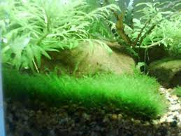 java moss carpet tropical fish keeping