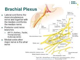 Accessphysiotherapy Brachial Plexus And Peripheral Nerves