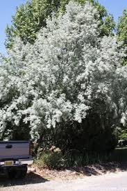 russian olive trees fragrant