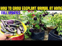 Grow Eggplant Brinjal In Containers