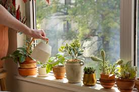 how to water indoor plants the right way
