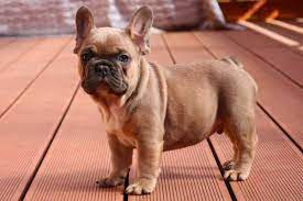 However, there is an exception to this rule; Blue Fawn Color Frenchies Tomkings Kennel