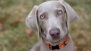 11 Noble Facts About Weimaraners Mental Floss