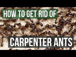how to get rid of carpenter ants 4