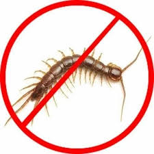 centipedes pest control service at rs