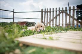 dog proof garden fencing the ultimate