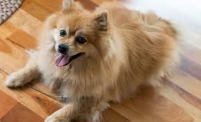 The pomeranian and the maltese. 16 Pomeranian Mixes All Different Kinds Of Pomi Perfection