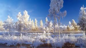 Winterbilder tiere als hintergrundbild : Bing Winter Wallpapers Top Free Bing Winter Backgrounds Wallpaperaccess