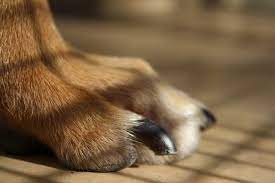 dog broken nail treatment cost
