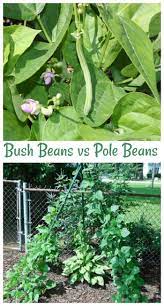 growing green beans bush beans vs