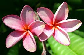 list of flowers in the philippines