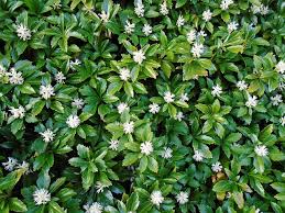 Low Maintenance Ground Cover Plants