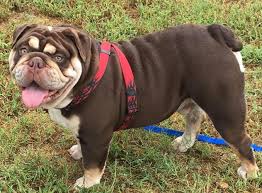 Akc english & french bulldog stud service available to approved females. Akc Chocolate Tri English Bulldog Triple Carrier For Stud For Sale In San Antonio Texas Classified Americanlisted Com