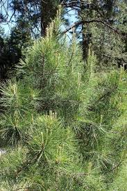 pine trees in pennsylvania a closer