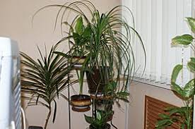 These sturdy indoor plants that are almost impossible to kill — plus, they're gorgeous! Houseplant Wikipedia
