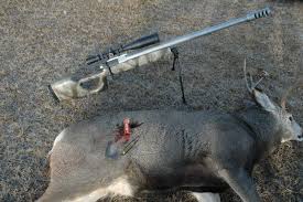 These include the caliber of the gun, size and speed of the bullet, . Deer Shot With 50 Cal Missed Is It Legal To Hunt With A 50 Bmg