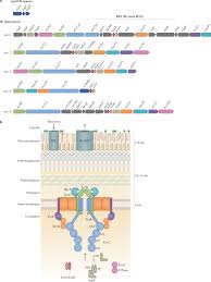 Type Vii Secretion Systems Structure