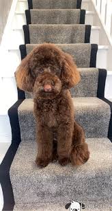 beau the chocolate toy poodle at stud