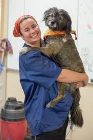 Learn how to cover the basics to keep your pooch happy and healthy. Pet Grooming In Glenwood Springs Co All Dogs And Cats Veterinary Hospital