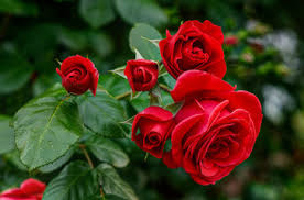 free rose images photos royalty