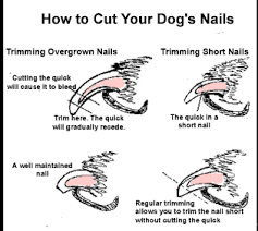 using dog nail clippers for t