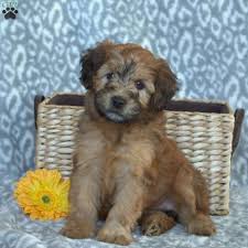 Check out our mini whoodle puppies for sale below! Cora Mini Whoodle Puppy For Sale In Pennsylvania