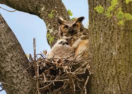 Owls In New Jersey