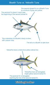 Bluefin Vs Yellowfin Tuna