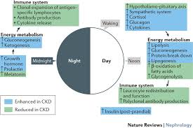 the systemic nature of ckd nature
