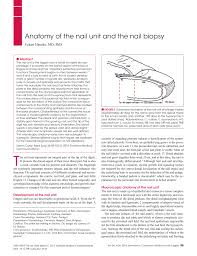 Pdf Anatomy Of The Nail Unit And The Nail Biopsy