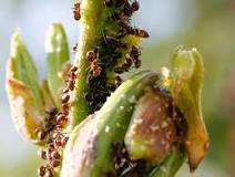 how-do-i-protect-my-plants-from-ants