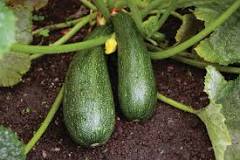 Which vegetable name is zucchini?