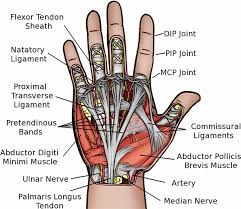 They have blood vessels the four tendons then continue along the back of the hand and onto each finger. Anatomy Of The Human Hand Depiction Of The Major Tendons Ligaments Muscles Artery Png 850 735 Hand Anatomy Anatomy Median Nerve