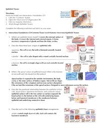 epithelial tissues directions insert