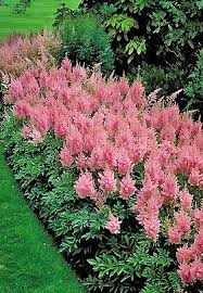 Border plants can work to soften hard edges and give visual appeal to more boring areas of a garden space — like the 5 feet of wasted space between a privacy fence and a tree. Astilbe Shade Plants Shade Garden Plants