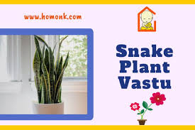 Best Vastu Plants Attract Money