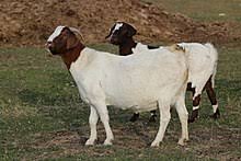 Boer Goat Wikipedia