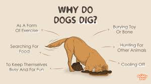 dogs love digging holes