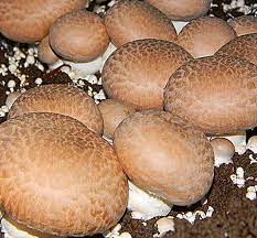 Portobello Agaricus Bisporus Root Mushroom Farm gambar png