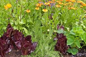 Ultimate Guide To Companion Planting In
