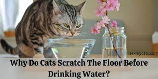 Why Do Cats Scratch The Floor Before