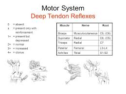 Image Result For Deep Tendon Reflex Chart Muscle