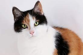 招き猫のモデルとなった日本猫。海外で珍重される三毛猫の性格、魅力を紹介！ | ペットニュースストレージ(ペット&ファミリー損保)