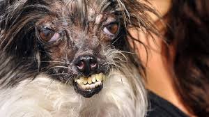 What are the world's ugliest animals? Top 10 Ugliest Animals In The World Sprintally
